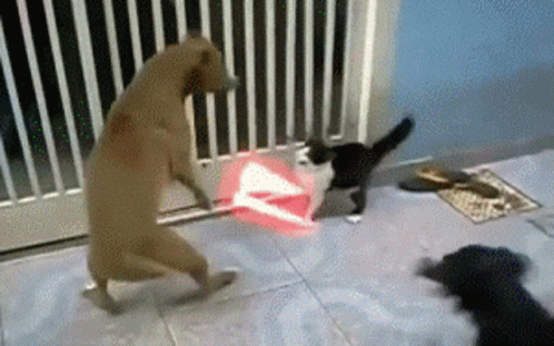 funny dogs and cats fighting
