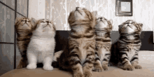 Cats Looking GIF - Cats Looking Ups GIFs