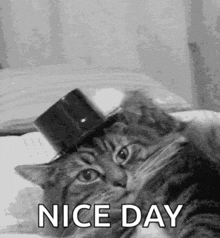 Niceday Cat GIF - Niceday Cat GIFs