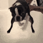 a small black and white dog is being held in a bathtub