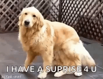 Funny Animals Dogs GIF - Funny Animals Dogs Golden Retriever - Discover &  Share GIFs