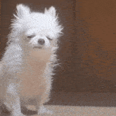 a small white dog with its eyes closed is standing on the floor
