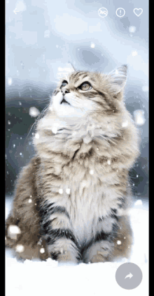 snowing cute cat