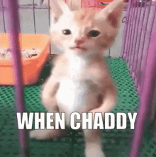Chaddy When Kitty GIF - Chaddy When Kitty Kitten GIFs