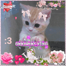 Cat Cute Cat GIF - Cat Cute Cat Good Morning GIFs