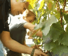 Grape Harvesting In Kvareli Georgia GIF