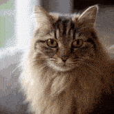 a close up of a cat 's face with yellow eyes