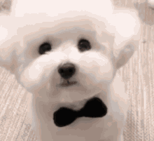 Koo Dog Jungkook Dog GIF - Koo Dog Jungkook Dog Grammys Jungkook GIFs