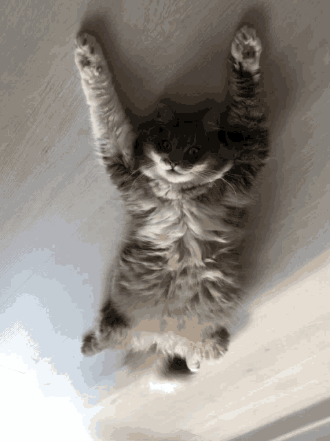 Superfette Katze GIF