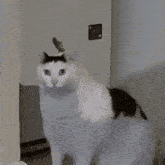 Huh Cat GIF - Huh Cat GIFs
