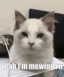 Yeah Im Mewing Rn Mew Cat GIF - Yeah Im Mewing Rn Mew Cat Mewing Cat GIFs