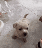 Puppy Dog GIF - Puppy Dog Puppy Barking GIFs