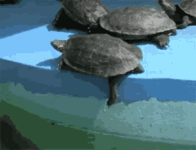 Turtle Fail GIF