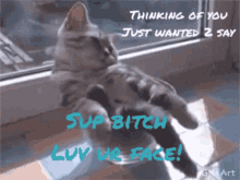 Cat Sup Bitch GIF - Cat Sup Bitch Luv Ur Face GIFs