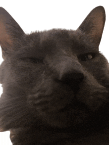 Goofy Cat GIF - Goofy Cat Sochi GIFs