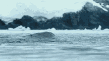 Whale Blow Hole GIF