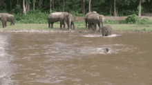 Animals Elephant GIF - Animals Elephant River GIFs