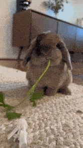 bunny rabbit bunny eating eating rabbit eating