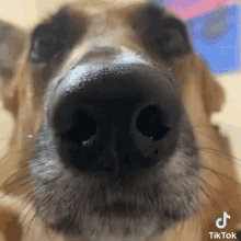 Balenciagaval Dog GIF - Balenciagaval Dog Close GIFs