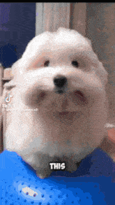 a small white dog is sitting on a blue surface and says this on the bottom
