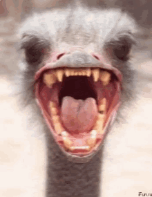 Ostrich Ahhh GIF