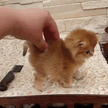 Cat Squeeze GIF - Cat Squeeze GIFs