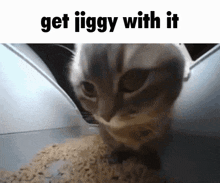 Jiggy Cat GIF