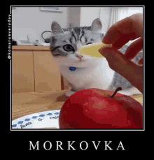 Cat Komaru GIF - Cat Komaru Carrot GIFs