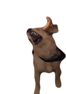 Yawn Doggo Sticker - Yawn Doggo Dog Stickers
