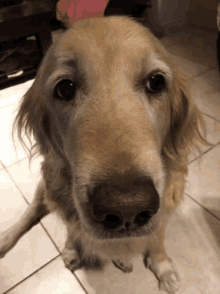 Golden Retriever Dog GIF - Golden Retriever Dog Sad GIFs