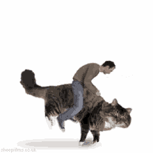 cat riding