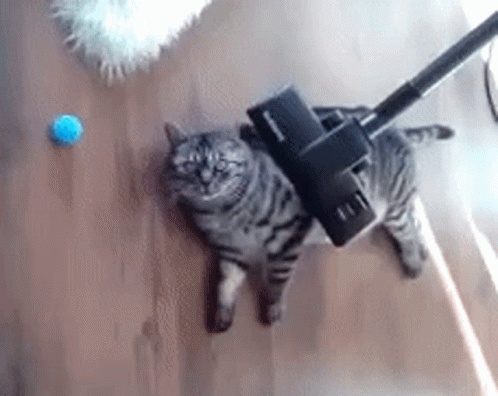 Cat's Fur Being Vacuumed!