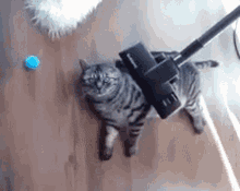 Cat Vacuum Cleaner GIF - Cat Vacuum Cleaner Kitty GIFs