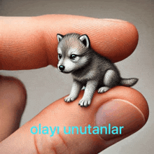 a small puppy is sitting on a person 's finger with the words olayi unutanlar written below it