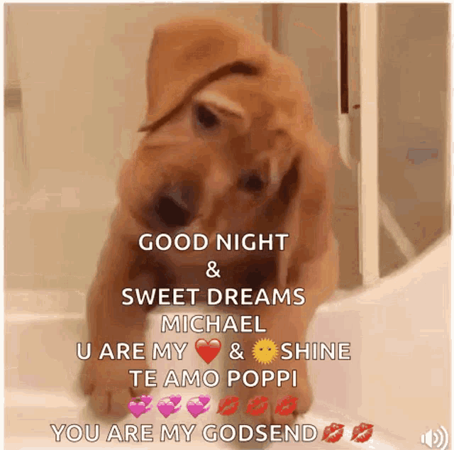 Goodnight Sweet Dreams GIF - Goodnight Sweet Dreams Dog - Discover & Share  GIFs