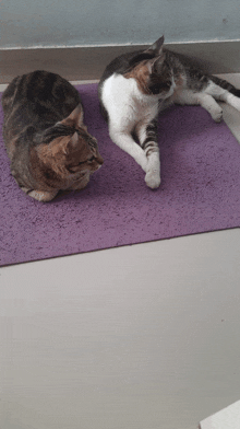 two cats laying on a purple mat looking at the camera