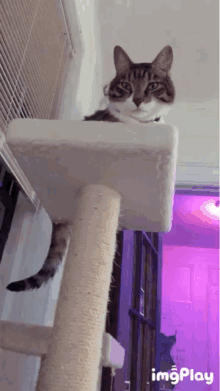 Cat Judging GIF - Cat Judging GIFs