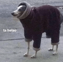 a dog is wearing a sweater and pants and standing on the sidewalk .
