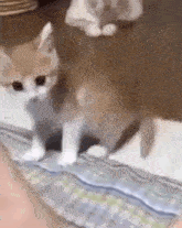 a kitten is standing on a blanket on the floor .