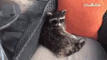 Racoon The Pet Colective GIF - Racoon The Pet Colective Resting GIFs