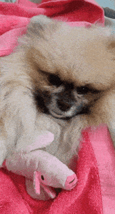 Bulka Dog GIF - Bulka Dog Spitz GIFs