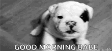 Cute Puppy GIF - Cute Puppy Paw GIFs
