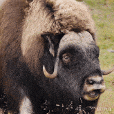 Mooing Muskox GIF - Mooing Muskox Our Living World GIFs