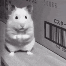 Mouse Rat GIF - Mouse Rat Stare - Discover & Share GIFs