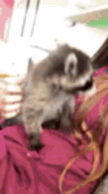 a raccoon is laying on top of a woman 's lap .
