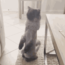 Sagey Cat GIF - Sagey Cat Standing Cat GIFs