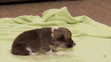 Corgi Puppies Learning To Walk GIF - Pet First Walk Corgi GIFs