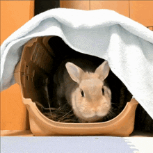 a rabbit in a carrier with a towel on top