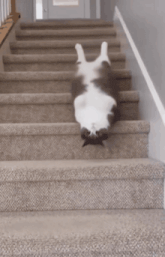 a cat laying upside down on the stairs