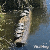 Balancing Turtles Viralhog GIF - Balancing Turtles Viralhog Group Of Turtles Trying Not To Fall Down GIFs